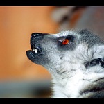 Když žeru, tak mě nerušte :)